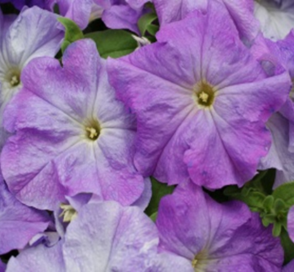петуния крупноцветковая генетически компактная     petunia  grandiflora